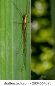 Macro image of a Long-Jawed Orb Weaver, also known as Tetragnatha extensa or Stretch Spider, on a vertical leaf. Perfect for arachnology textbooks, nature documentaries, wildlife photography portfolios, and scientific research materials.