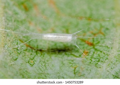 A Macro Image Of A Lyonetia Clerkella Micro Moth Hammock Cocoon. The Common Name Is Apple Leaf Miner.