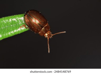 Macro image made with artificial light of Chrysolina Americana, common name rosemary beetle, is a species of beetle belonging to the family Chrysomelidae.