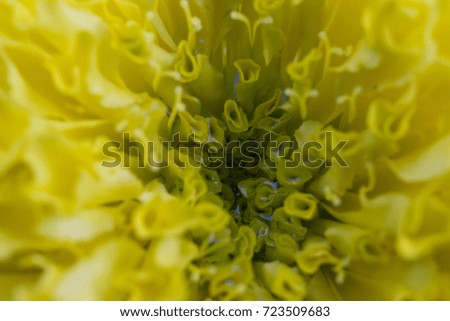 Similar – Image, Stock Photo soon Tagetes will bloom