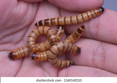 macro image of mealworms on human hand