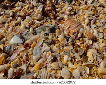 Macro image of multicolored coquina shells. 