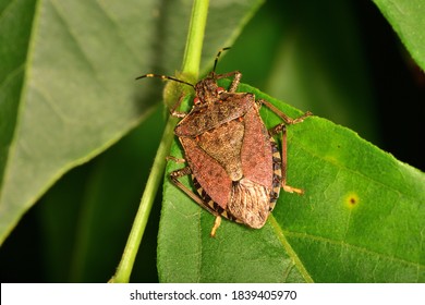 Macro image in natural light of isolated specimen of Brown marmorated stink bug, scientific name Halyomorpha halys, photographed on a green leaf with natural background. - Shutterstock ID 1839405970