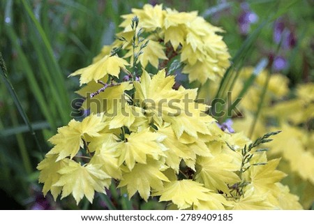 Macro image of new Fullmoon Maple foliage in Spring, Derbyshire England
