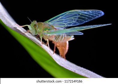 Macro image of a newly emerged cicada
