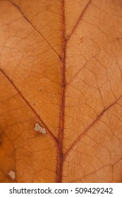 A Macro Image Of An Oak Leaf, Showing Its Veins