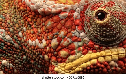 Macro Image Of A Panther Chameleon In Full Color Display 