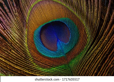 macro image of peacock feather/Peacock Feather - Powered by Shutterstock