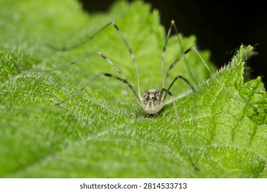 Macro image of Phalangium opilio, commonly known as the common harvestman or daddy long-legs. Perfect for arachnology resources, biology education, nature design, and wildlife media.