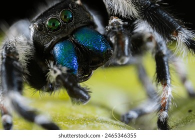 Macro image of Phidippus regius jumping spider action on green leaf. Shows eye details.