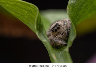 Macro image of Phidippus regius jumping spider action on green leaf. Shows eye details.