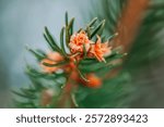 Macro image of a pine tree on a snowy winter day