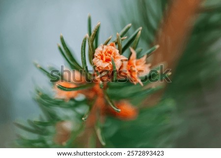 Macro image of a pine tree on a snowy winter day