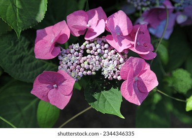 Macro image of a pink Hydrangea bloom, Derbyshire England
 - Powered by Shutterstock