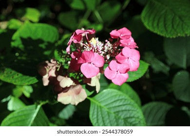 Macro image of pink Hydrangea blooms in Autumn sunlight, Derbyshire England - Powered by Shutterstock