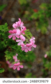 Macro image of pink Rose-scented geranium blooms with rain drops, North Yorkshire England
