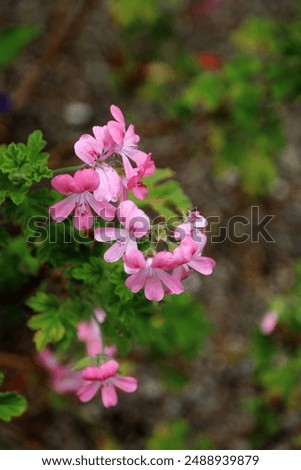 Macro image of pink Rose-scented geranium blooms with rain drops, North Yorkshire England
