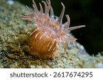 Macro image of a pink sea anemone on the seabed of the White Sea. Cold water cnidarian in Arctic marine habitat.