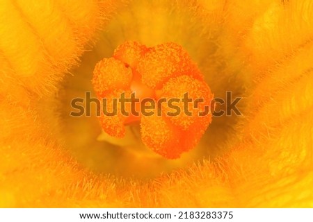 Macro image of the pistil of a squash flower