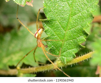 Candystripe Spider Images Stock Photos Vectors Shutterstock