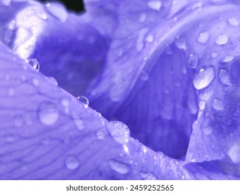 Macro image of rain drops on the purple petals of an iris flower