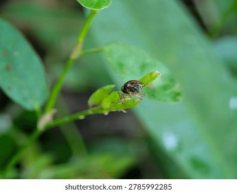 Macro image of a red and black shield bug perched on a small green leaf, highlighting insect detail, natural camouflage, and biodiversity in a lush outdoor environment.