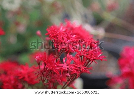 Macro image of red Zonal Geranium blooms, Kent England
