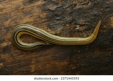 macro image of a ribbon worm