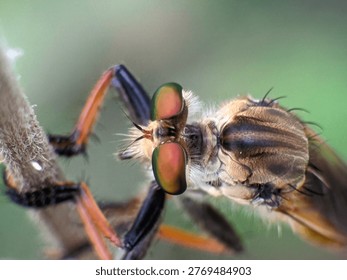 Macro image of robber fly highlighting predatory fly species from the Asilidae family.