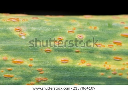 A macro image of Rust postules on a leek leaf. These release orange airborne spores to infect other leeks. Latin name is puccinia porri and leaves should not be composted. April to Oct. Rotation best.