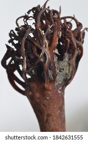 Macro Image Of A Seaweed Holdfast