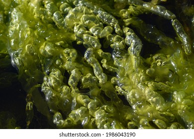 Macro Image Of Seaweed On The Beach At Arisaig Scottish Highlands