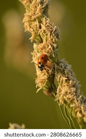 Macro image of a seven-spotted ladybug resting on a flowering wild grass stem during golden hour with a soft natural background.