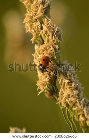 Macro image of a seven-spotted ladybug resting on a flowering wild grass stem during golden hour with a soft natural background.
