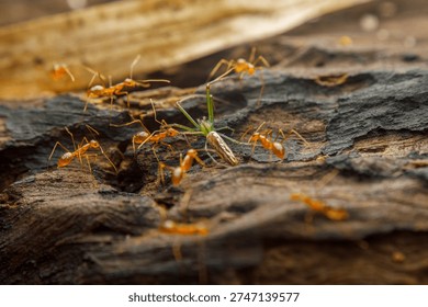 A macro image showing multiple weaver ants surrounding a green lynx spider on textured forest bark. This intense wildlife moment reveals the instinctual coordination of ants and the alert stance of the spider in a natural defensive pose.