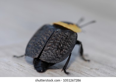 654 Hard shell beetle Images, Stock Photos & Vectors | Shutterstock