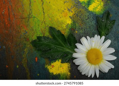 Macro image of a single daisy flower positioned alongside two dark green leaves on a textured surface covered in dried paint layers. The flower displays radial symmetry with numerous white ray florets surrounding a bright yellow disc composed of densely packed tubular structures. Surface of petals shows fine venation and slight translucency under soft directional lighting. Leaves exhibit serrated margins and visible vein patterns, with water droplets clinging to their surfaces, enhancing texture through refraction. Painted background consists of layered pigments in hues of orange, yellow, green, and blue, showing cracks, scratches, and uneven application that create an abstract visual field. Lighting is diffuse and low-angle, casting subtle shadows that emphasize three-dimensional form, edge definition, and surface relief without artificial enhancement. No digital filters or compositing were applied. This documentation contributes to the study of plant morphology and surface interaction with environmental elements such as moisture and artificial substrates. It supports educational materials in botany and material science for visual analysis of structural adaptation and pigment retention. Used in university-level courses for the study of plant anatomy, ecological response to non-natural environments, and cross-disciplinary observation methods. Such imagery aids in understanding the dynamics of the living world of Earth at the interface between biological organisms and human-modified surfaces, promoting awareness of urban ecology and the resilience of native species in altered habitats. Through precise observation and imaging, this work reinforces empirical methods in biological research and encourages deeper engagement with the functional aspects of plant life in diverse settings. The image reflects principles of documenting natural states without interference, supporting public education about plant structure and its adaptability to changing environmental conditions