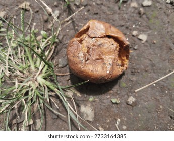 Macro image of a single object of a rotting orange, characterized by dark spots on the peel, recorded in uneven natural lighting. The object is on soil and grass.