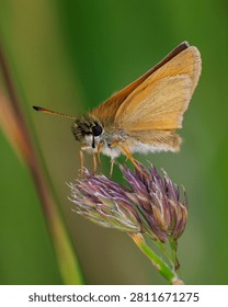 Macro image of a skipper butterfly. Tiny, delicate insect and pollinator.