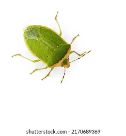 macro image of a southern green stink bug, scientific name is nezara viridula isolated on white background - Shutterstock ID 2170689369