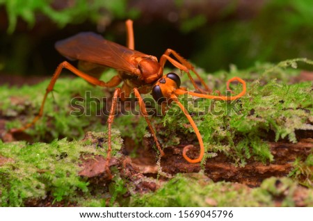 macro image of a spider wasp collecting moss for nest material 