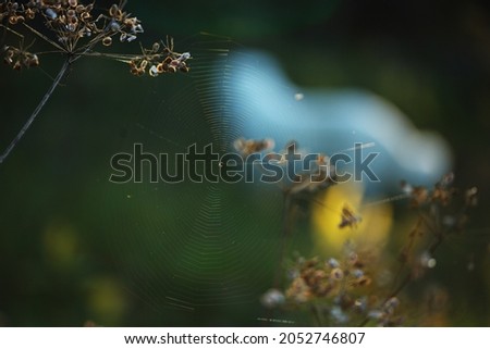 Similar – Image, Stock Photo Blue flower of globularia alypum on nature with sunlight