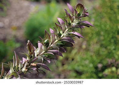 Macro image of a Spiny Bear's breech flower spike, Suffolk England
 - Powered by Shutterstock