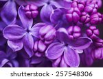 Macro image of spring lilac violet flowers, abstract soft floral background