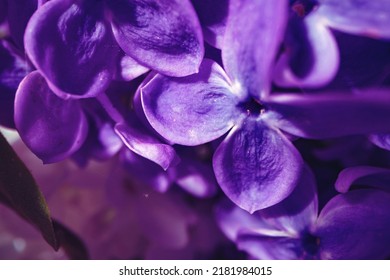 Macro image of spring lilac violet flowers, close up