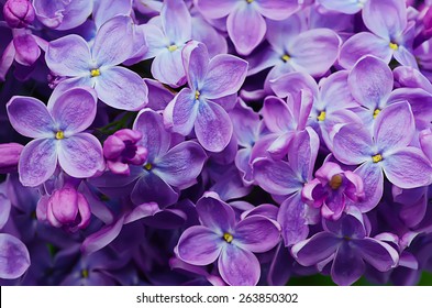 紫色花图片 库存照片和矢量图 Shutterstock