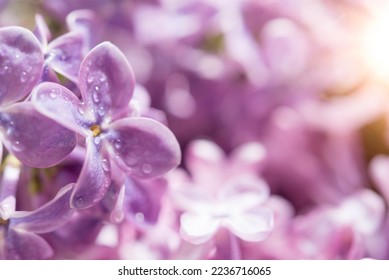 Macro image of spring soft violet lilac flowers, natural seasonal floral background.	 - Shutterstock ID 2236716065