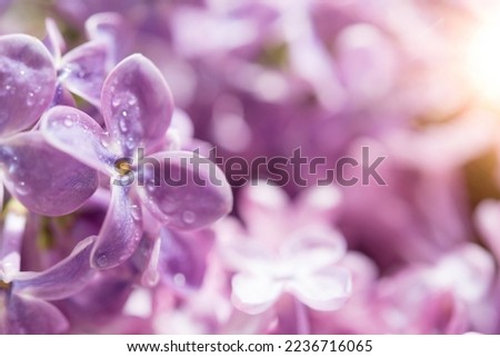 Macro image of spring soft violet lilac flowers, natural seasonal floral background.	