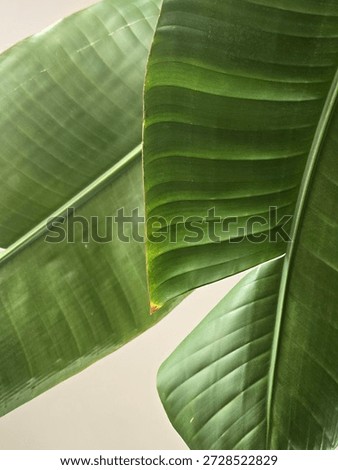 Macro Image Taken From Low Angle Perspective Of Large Green Plant Leaves Against Simple Beige Background 