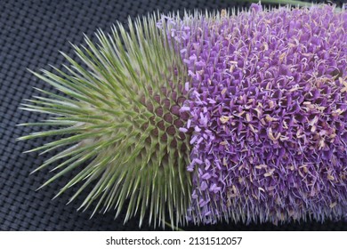 Macro Image Of Teasel Flower